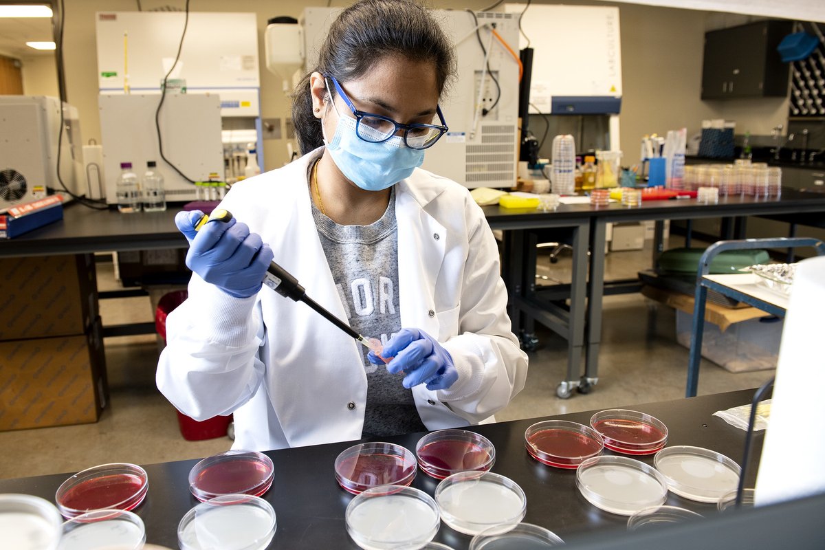 Arkansas Agricultural Experiment Station tweet media