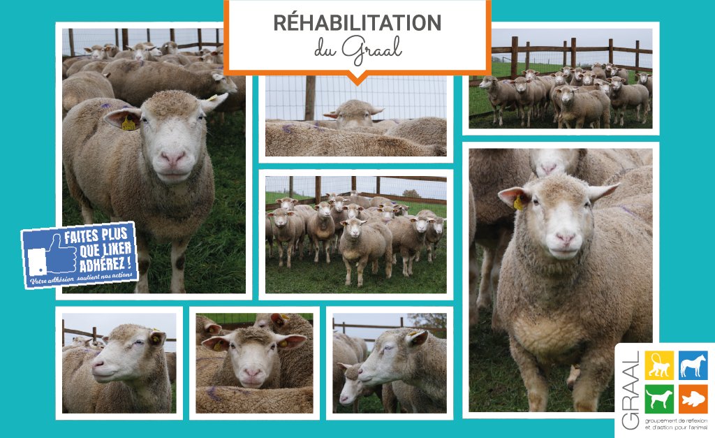 [#RÉHABILITATION #BREBIS]
Sociables entre elles et avec les humains, 16 adorables brebis ont rejoint le Grand #Refuge #SPA de #Pervenchères. Elles attendent de trouver leur famille adoptive.
Contact: facebook.com/leGrandRefugeS…

#GRAAL #protectionanimale #adoptable #AdoptDontShop