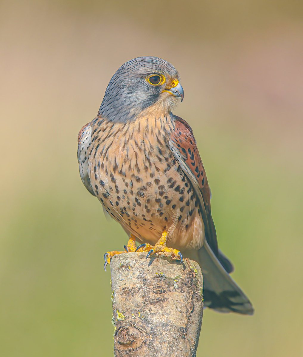 Tonight’s thread, poses I’ll start with this Male Kestrel UK 🇬🇧
