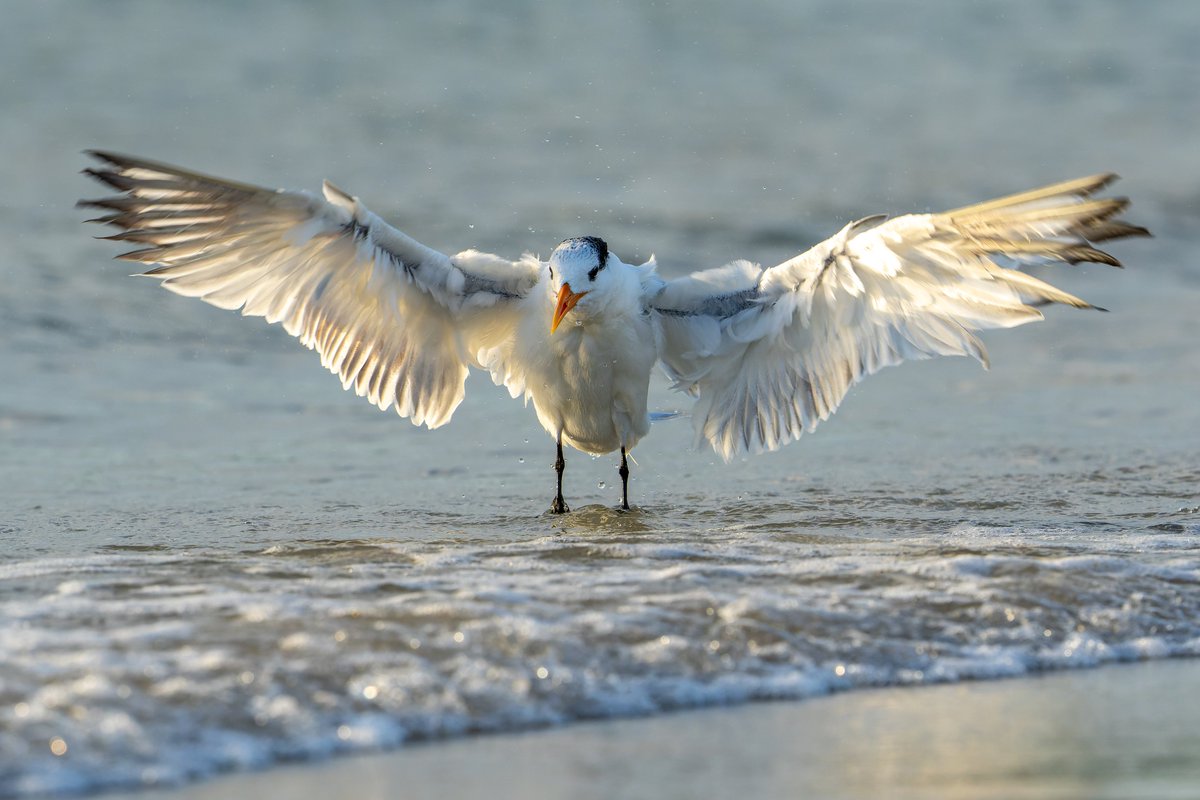 A Tern bodysurfing...
#photography #NaturePhotography #wildlifephotography #thelittlethings