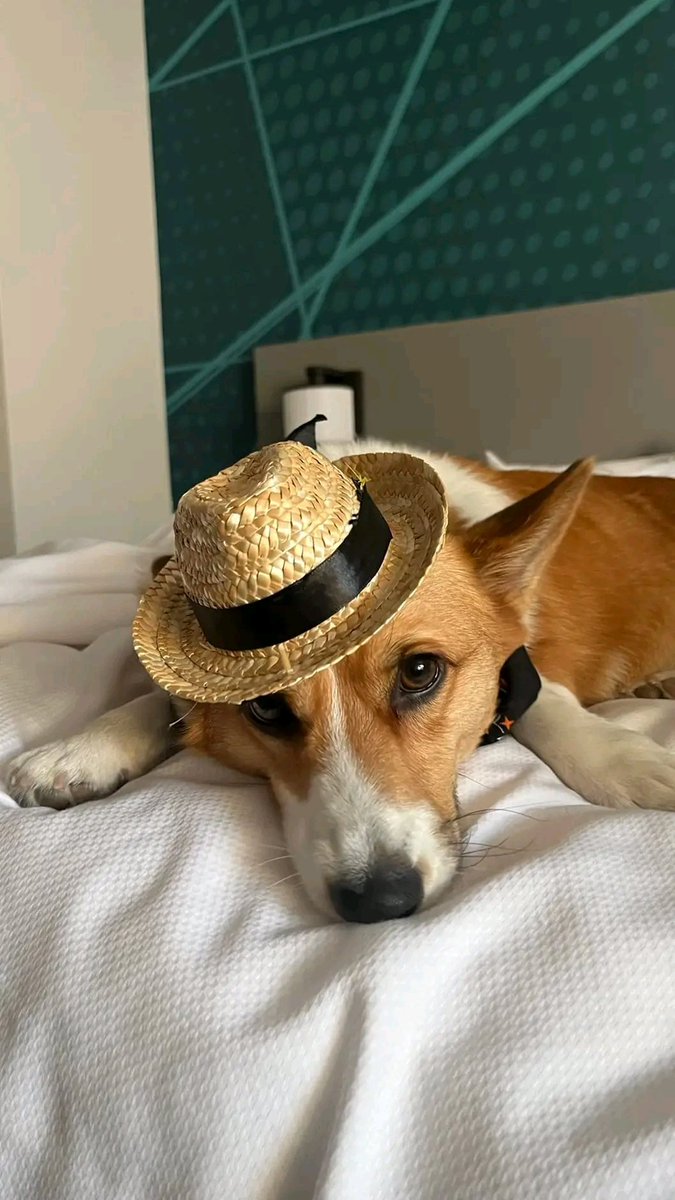 IT'z Corgi Lovers Unity(USA) (@mycorgiunity) on Twitter photo 