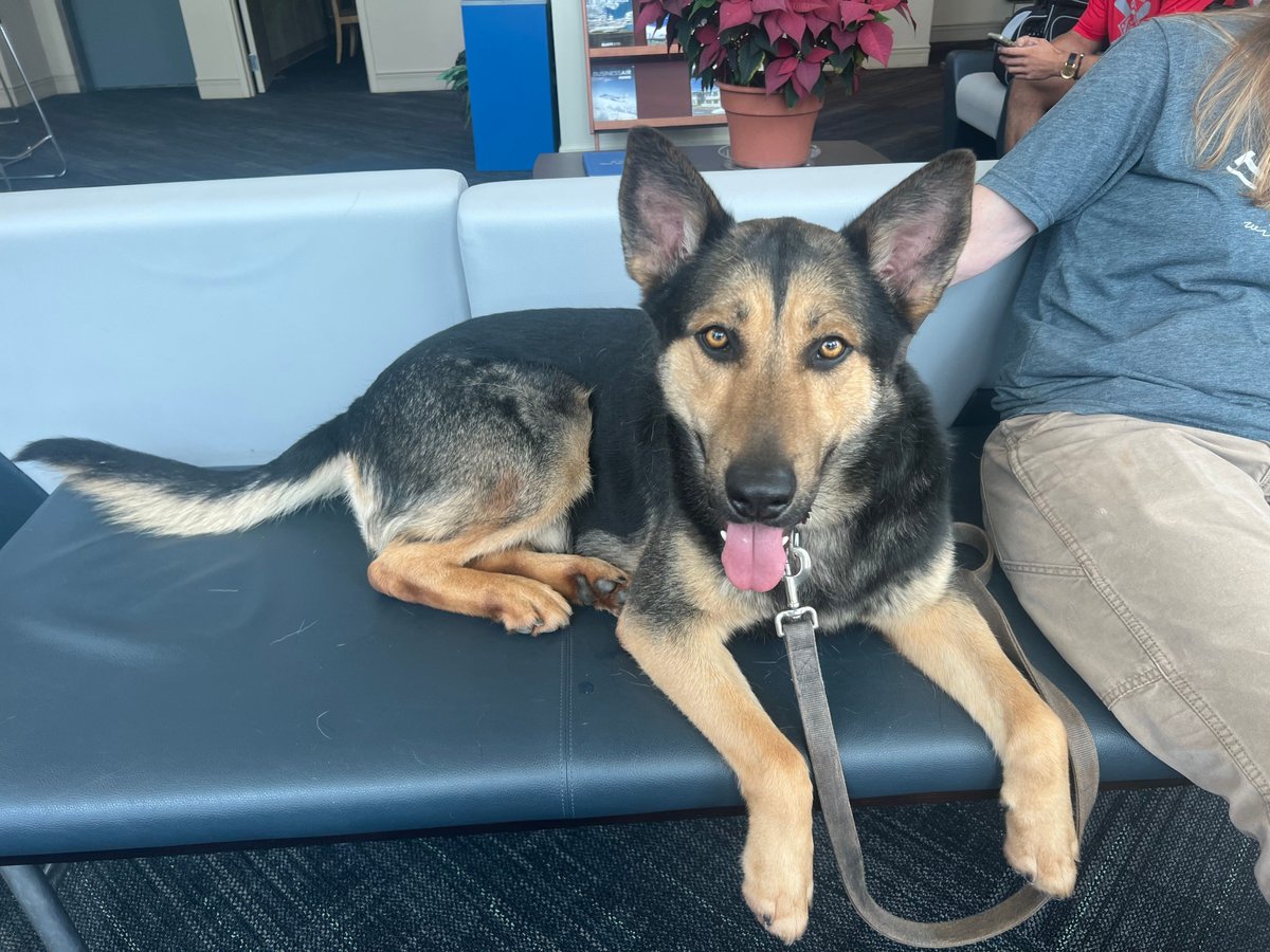PilotsNPaws's tweet photo. With only hrs left before Flynn-a German Shephard-was scheduled to be euthanized, Pilot C.J. &amp; Sydney of Forever Changed Animal Rescue, jumped into action.✈️ Pilot C.J. flew Flynn from SC to MD &amp; canine Monkee to VA. Thank you! The smiles on their faces says it all! #pilotsnpaws https://t.co/JHYTFQ0MB6
