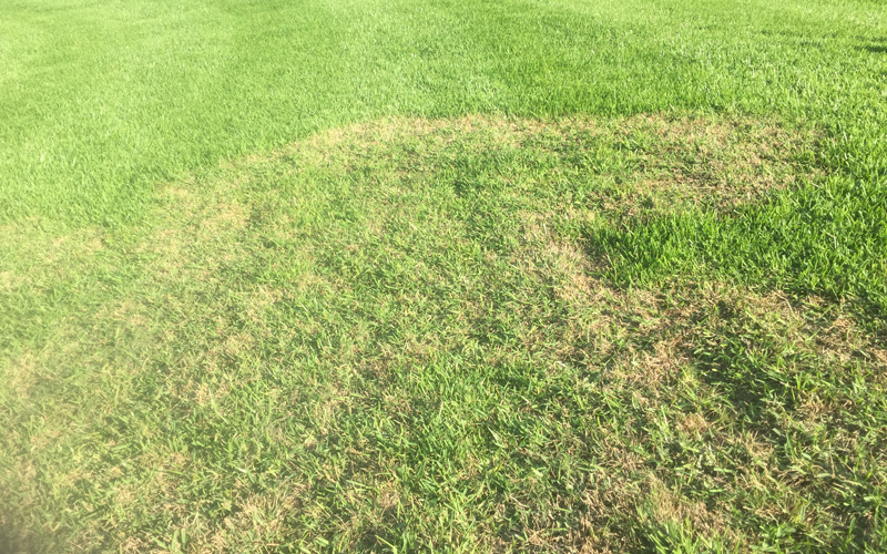 greenindpros's tweet photo. How to effectively control large patch to prevent widespread damage through the winter and next spring. #lawncare #LCOs https://t.co/MDyhF8KzEh https://t.co/SsrOE0o9HE