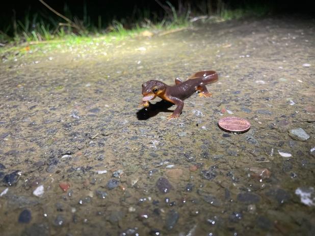 BayNature's tweet image. It’s Looking Like a Banner Year for Baby #Newts in the #NorthBay 

ow.ly/ZN6j50QbOz8

🖊️: Anushuya Thapa
📸s: michael k (@iNaturalist), Courtesy Sally Gale, tsgdds (@iNaturalist)

#californianewts #newtbrigade
