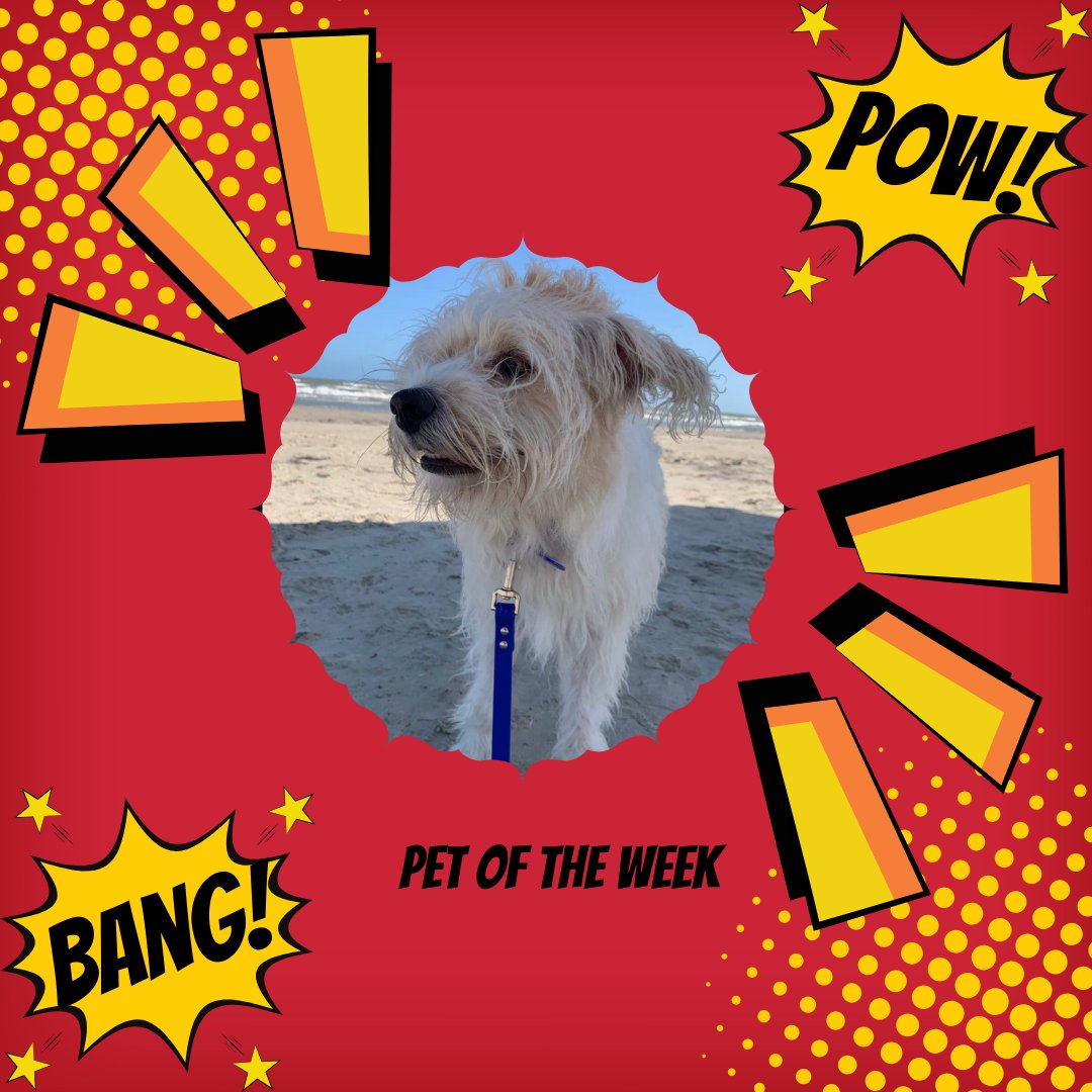 TechLawLibrary's tweet image. Meet Earl! Earl was adopted from the SPCA of East Texas after he was found roaming the backroads of Lake Palestine. The details of his past as a rambling man are unknown, but in his new life he is a lazybones and occasional escape artist.
#TechLaw #PetOfTheWeek