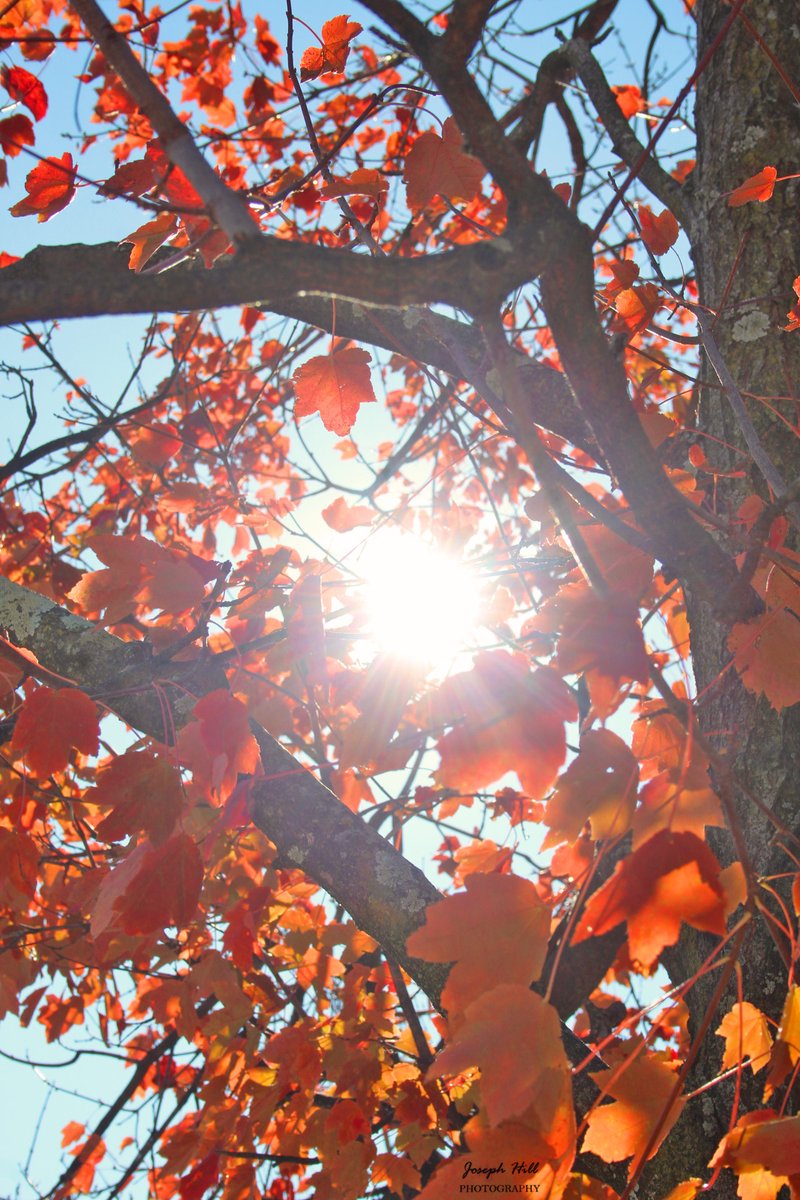 JosephHill3794's tweet photo. Autumn Sunlight☀️🍁
Photo By: Joseph Hill🙂📸☀️🍁
#Sunlight #autumnsunlight #Autumn #autumntree #trees #leaves #autumnleaves #autumncolors #colorful #beautiful #peaceful #nature #daylight #autumnvibes #autumnphotography #SouthernPinesNC #November https://t.co/TF9aTEwW0N