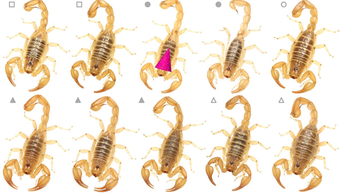 Happy b-day to curator <a href="/ArachnologyNerd/">Lauren Esposito</a>, celebrating properly with a new scorpion species (found in CA's San Joaquin Desert), published today in <a href="/ZooKeys_Journal/">ZooKeys</a>! bit.ly/3uAiK0Z