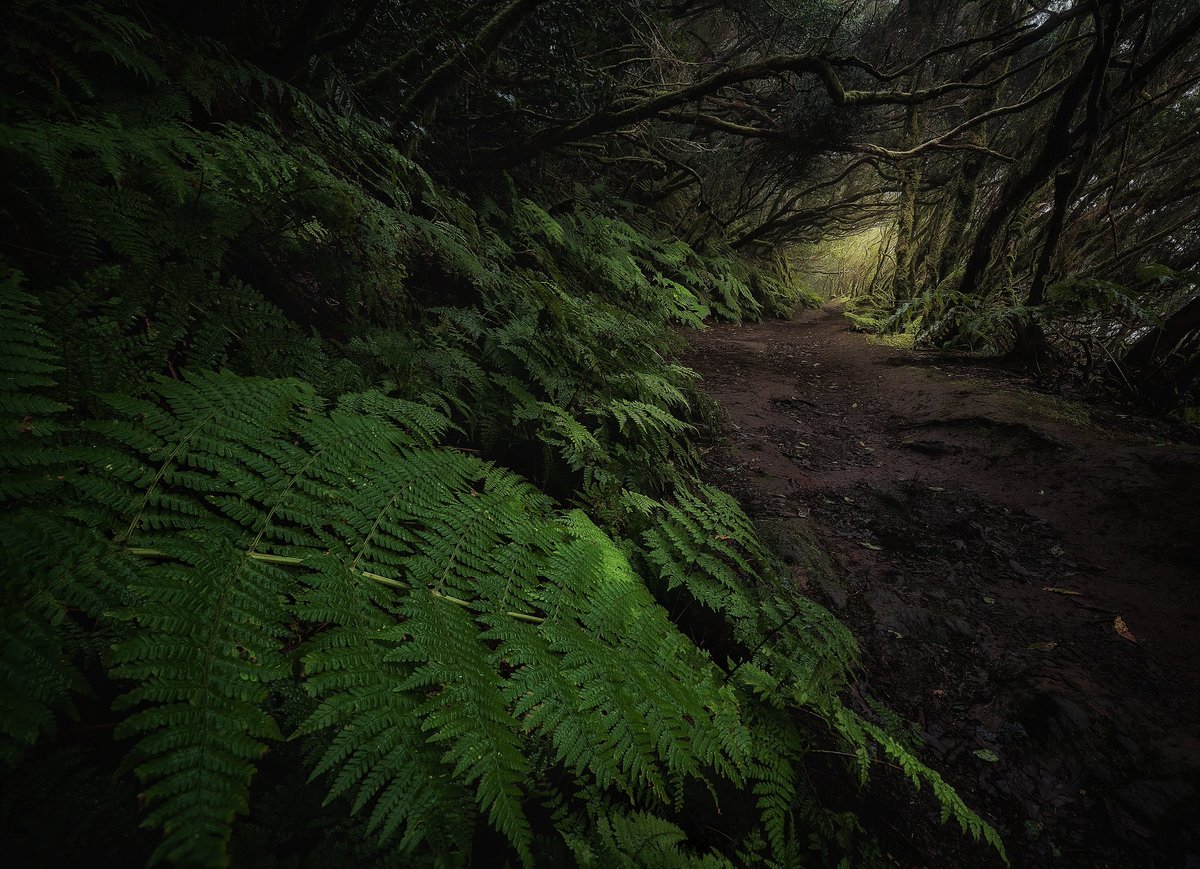 Y hoy el paseo es por el mágico bosque de Anaga 🌱

#Tenerife #Canarias #Anaga
