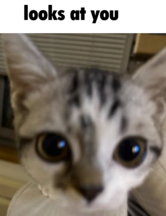 Memes to Show Your Cat tweet media