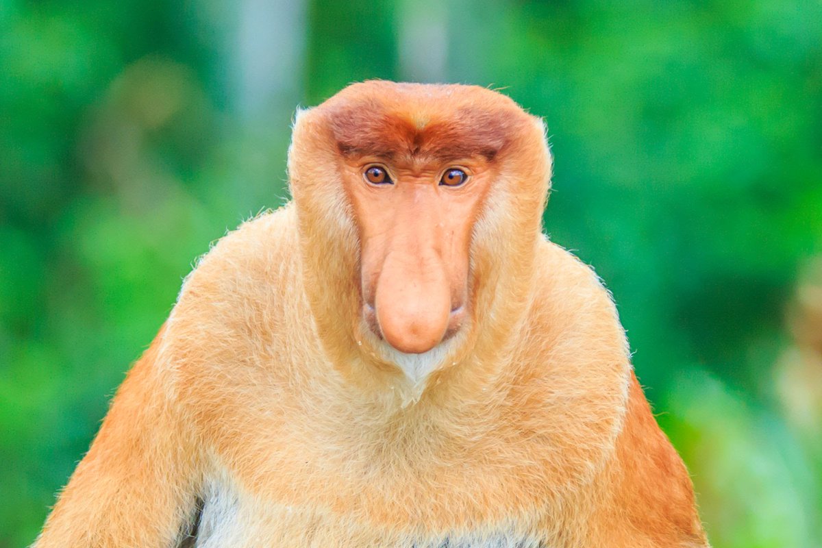 dh_moises's tweet photo. @kpininimemes Que bueno que abuelo adoptara una especie que está próximo a su extinción. https://t.co/kvS7I2agou