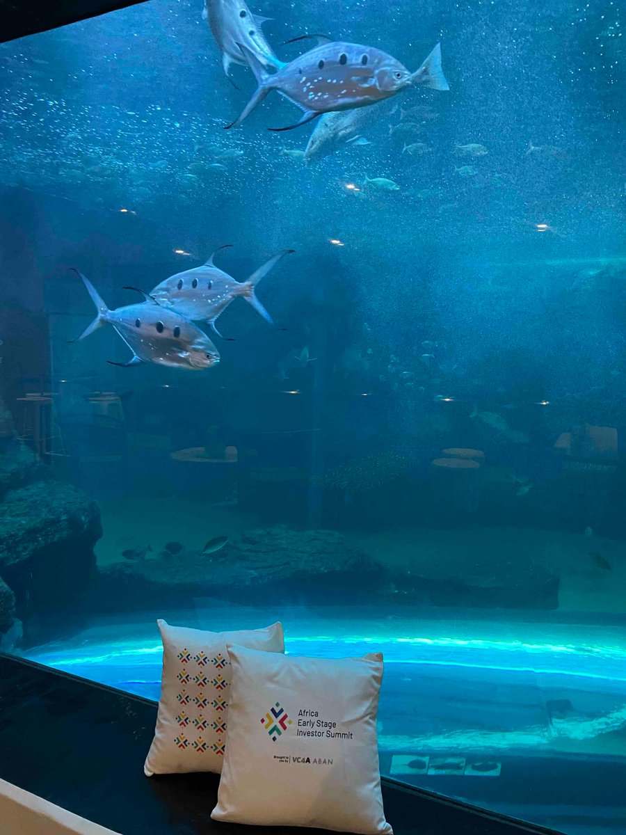 VC4A_Africa's tweet image. We’re 12 hours out from #AESIS2023! Here’s a sneak peek of our amazing venue— see you tomorrow! 🚀💯🇿🇦 #AESIS2023xVC4A  #10XingEarlyStageInvesting #AfricaInvestorWeek ABAN