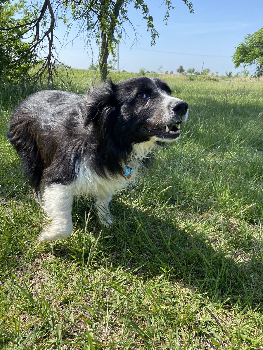 comradewaffles's tweet photo. @FraserGRMcD @dog_rates Omg Fraser, I think you’d be good friends with my baby Niles! https://t.co/g5rdZusqaH
