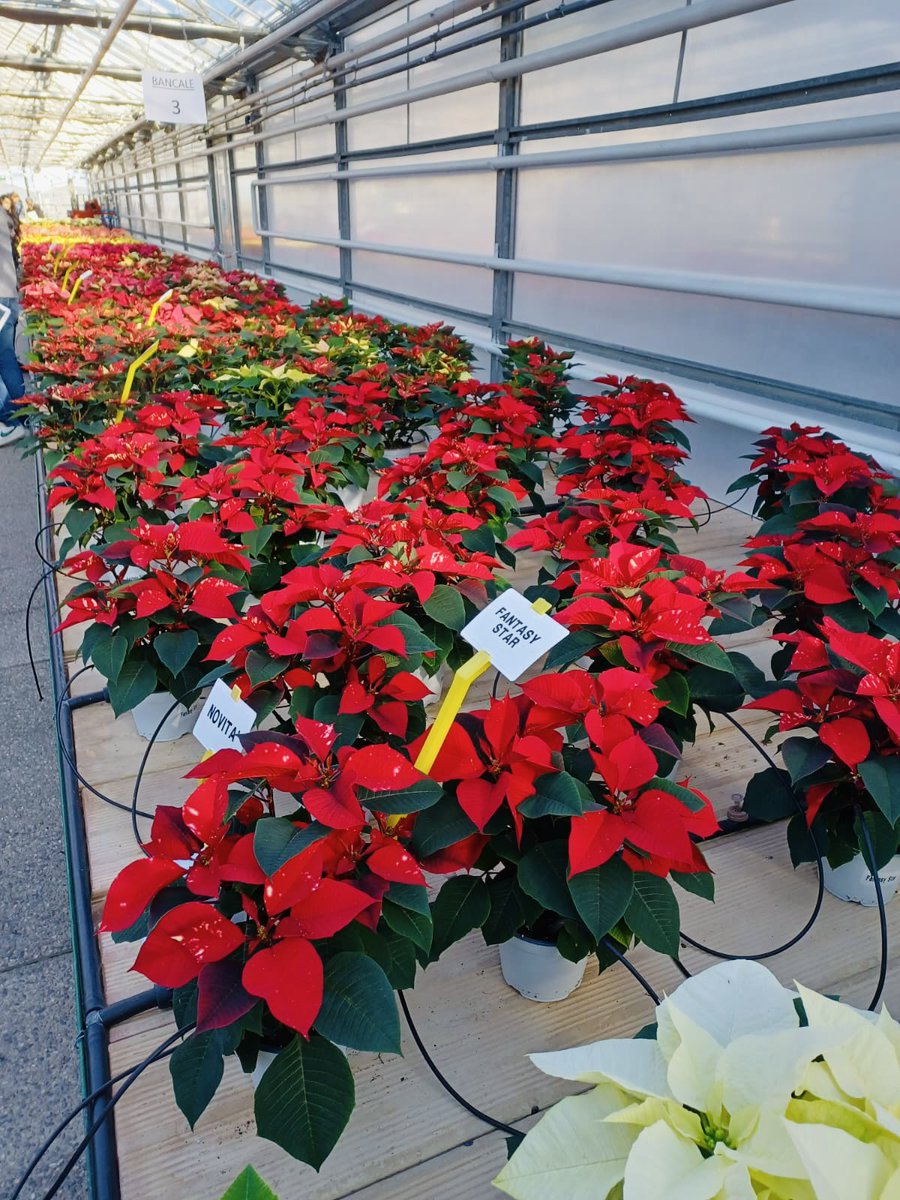 STELLE DI NATALE PROTAGONISTE AL CENTRO PO DI TRAMONTANA DI VENETO AGRICOLTURA
Oggi a Rosolina (Ro), presso il Centro Sperimentale per l’Ortofloricoltura Po di Tramontana di Veneto Agricoltura, l’attesissima giornata tecnica dedicata alle Stelle di Natale: grandissima affluenza!
