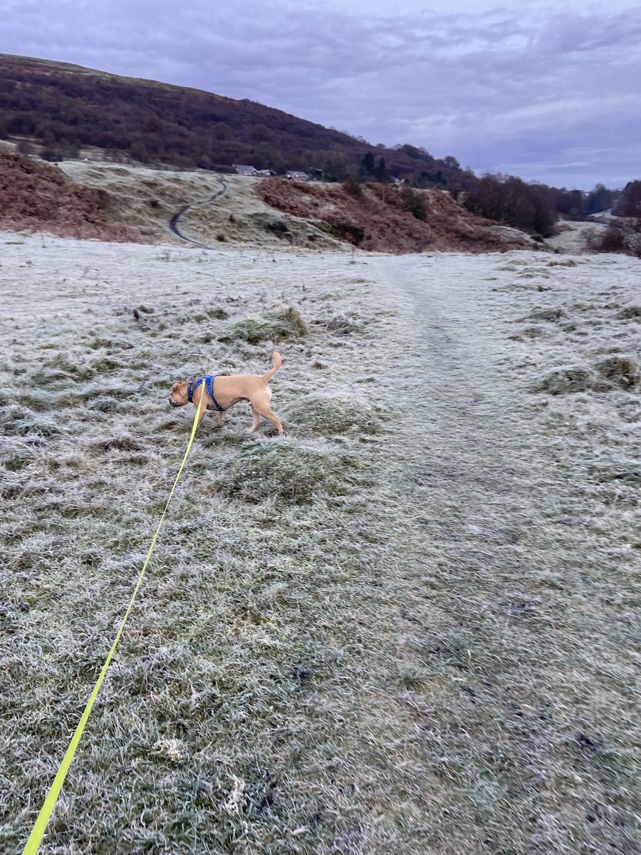 cathyswales's tweet photo. Cold pawtrol this morning- the green green grass was white white! #coldpaws @ZombieSquadHQ #winteriscoming https://t.co/ZHWhUaxEGe
