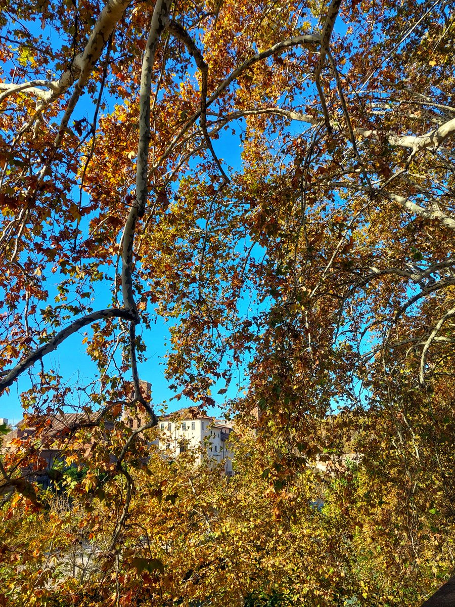 L'isola tiberina in dissolvenza, a mescolarsi con l'autunno. (Tra il giallo, l'arancio e il blu)