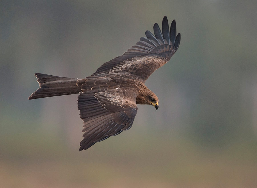 Download the latest issue of Wild Planet Photo Magazine w1pl.com/wpm Black Kite, India by Steve Race