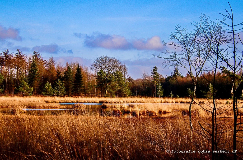 clickasnap_'s tweet image. Exploring Drent Friese Wold, Drenthe, Netherlands 🌳🐿️🌲🍂

📷️: clickasnap.com/profile/Verheij