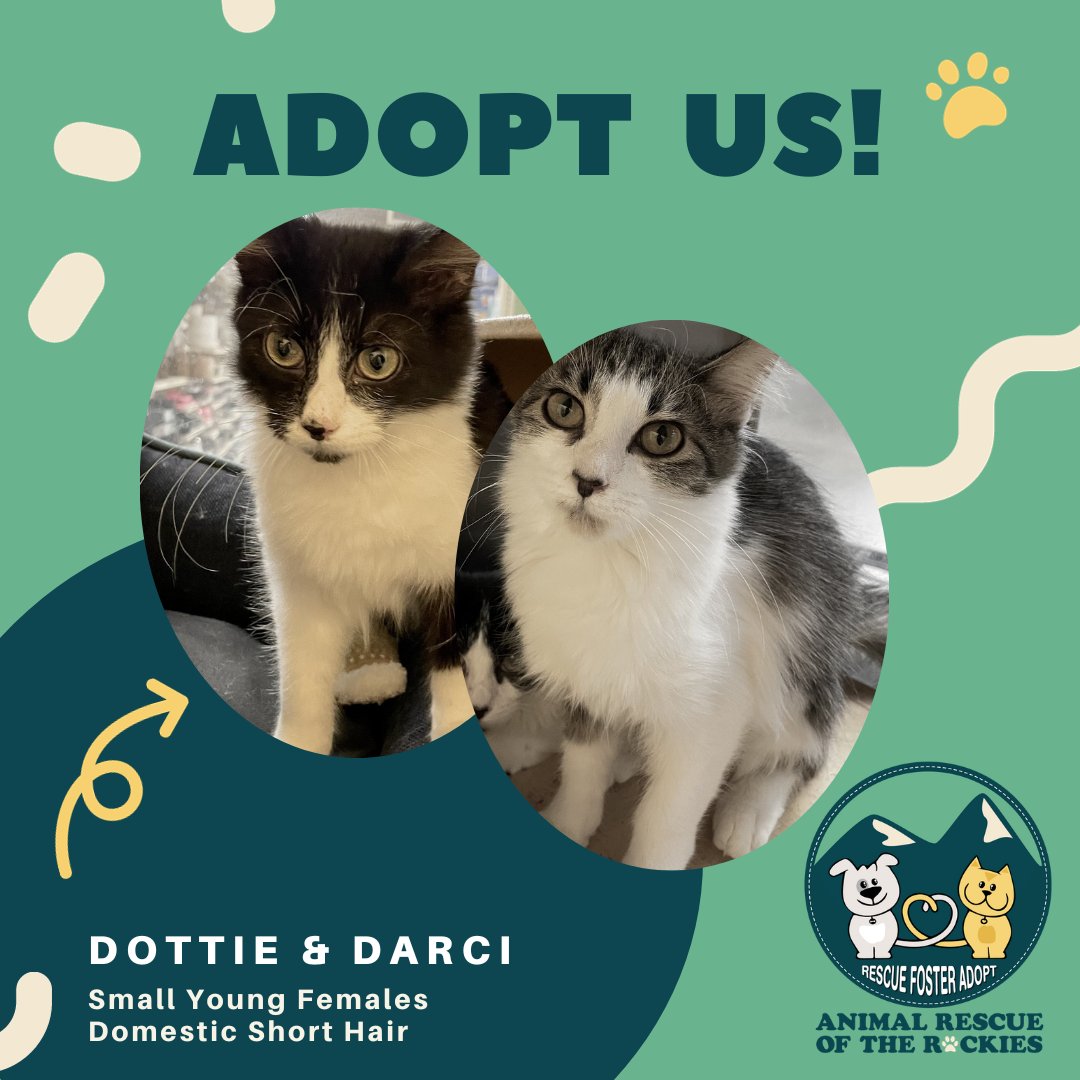 ARRColorado's tweet photo. Seeking a purr-fect home for a dynamic duo! 

Dottie may be shy at first, but she warms up fast. Darci, on the other paw, is friendly &amp; adores playtime. These inseparable sisters bring out the best in each other.

Learn more:
https://t.co/BOvPFJGT89
https://t.co/kuBK03O1JS https://t.co/tM0Xx4E3O5