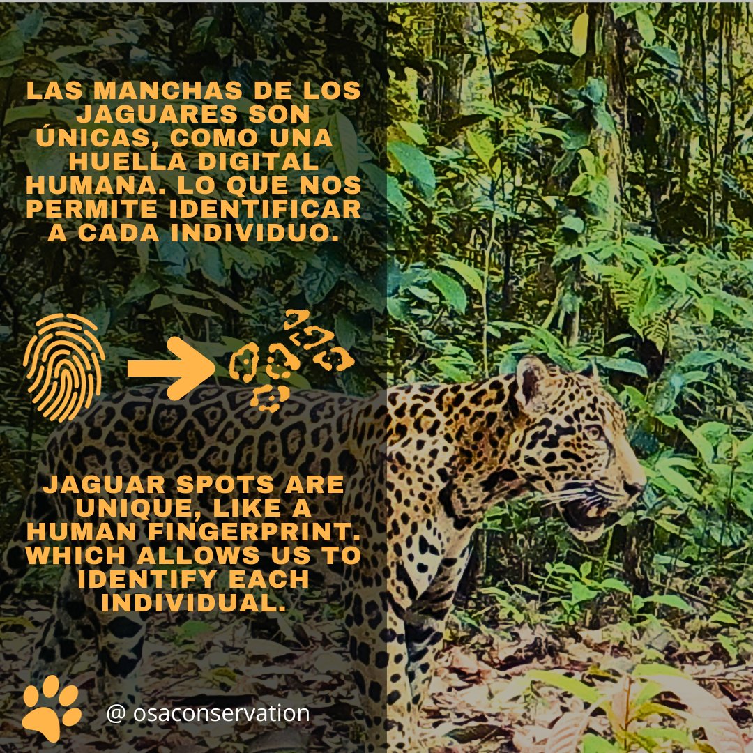 osaconservation's tweet photo. 🐾 Happy Jaguar Day! 🐆 
A thriving jaguar population is a clear sign of a healthy rainforest ecosystem. Let's continue working together to protect these iconic big cats and preserve the biodiversity of our precious rainforests. https://t.co/XehMtgHeZU