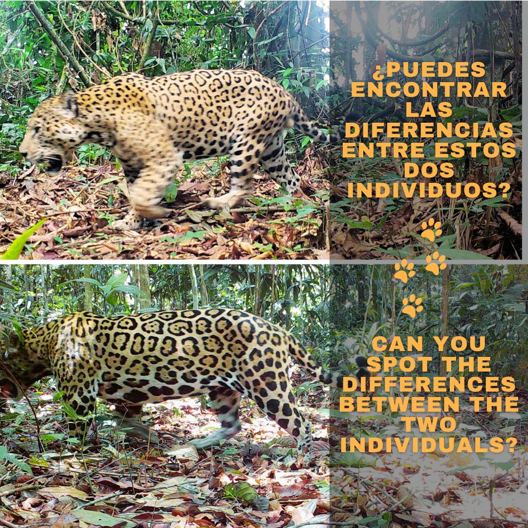 osaconservation's tweet photo. 🐾 Happy Jaguar Day! 🐆 
A thriving jaguar population is a clear sign of a healthy rainforest ecosystem. Let's continue working together to protect these iconic big cats and preserve the biodiversity of our precious rainforests. https://t.co/XehMtgHeZU