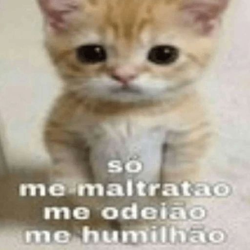 perfil dedicado a gatinhos e peitos tweet media