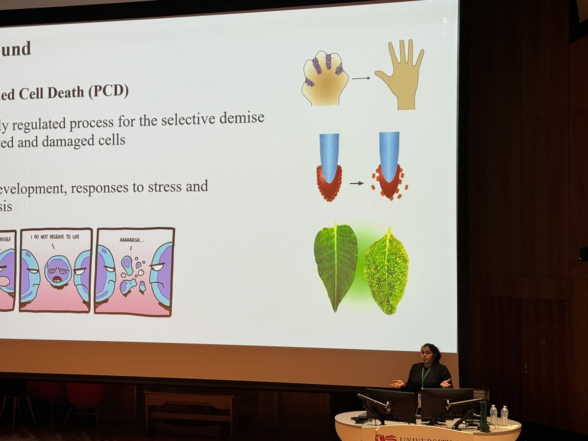 Godwin_Lab's tweet image. Day 3 at #ASPS2023 and our Post-doc @NipuniT90 presents her work from her PhD on the mechanisms of programmed cell death and stress response. 🍂