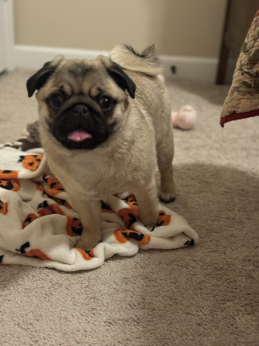 Michie129's tweet photo. Munchkin ❤️🐾😋 #pug #puglife https://t.co/NzSWXtoWVF
