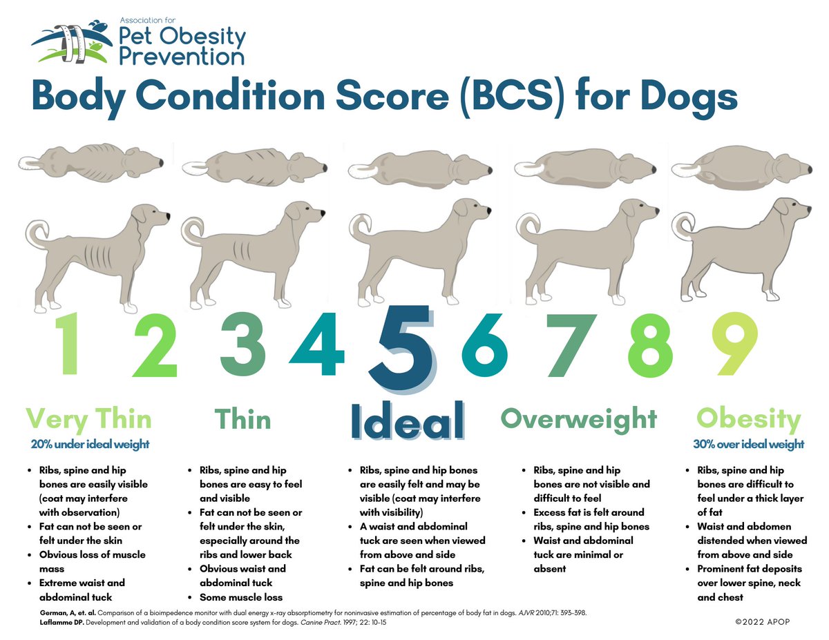 SophiaGreen1210's tweet photo. Did you know that canine obesity is greater in female dogs and in dogs that are neutered? I found this information through the study in the article "Prevalence of canine obesity." #39canimals https://t.co/mk4rSZ8CkC