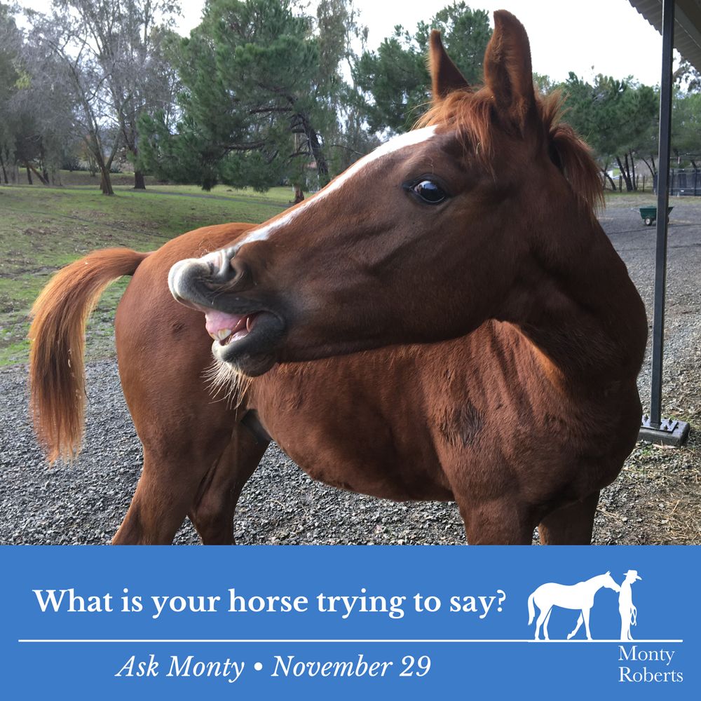 Question: What is your horse trying to say? Read Monty's answer in the Ask Monty Q&A: montyrobertsuniversity.com/q_and_a 👉 Join the 'Ask Monty' weekly e-newsletter to receive free tips from Monty in your inbox. montyroberts.com/ask-monty/ #MontyRoberts #AskMonty #StartingNotBreaking