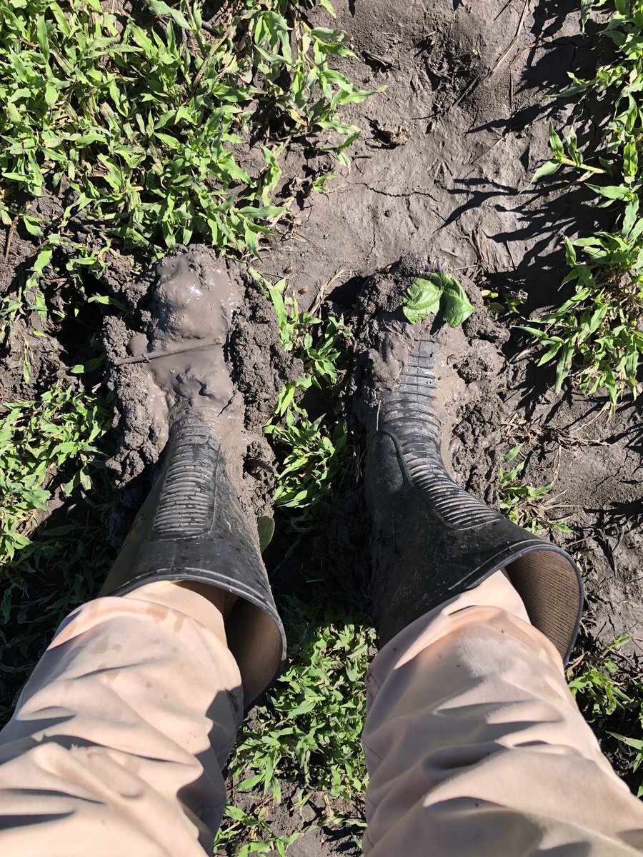 AgriShed_'s tweet image. How much rain have you had so far?

#AgriShed #dalby #agriculture #AgSupplies #agronomy #agriculturelife #qld #farming #farmingaustralia