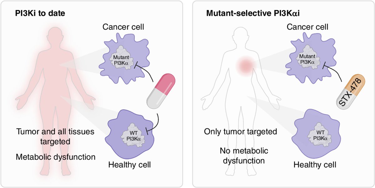 CD_AACR's tweet photo. In the Spotlight from the latest issue:
A new wave of PI3Kα inhibitors by @AlisonLKearney and @NeilVasan.
https://t.co/Z5KikP977o
@ColumbiaCancer https://t.co/4HtwifWsIG