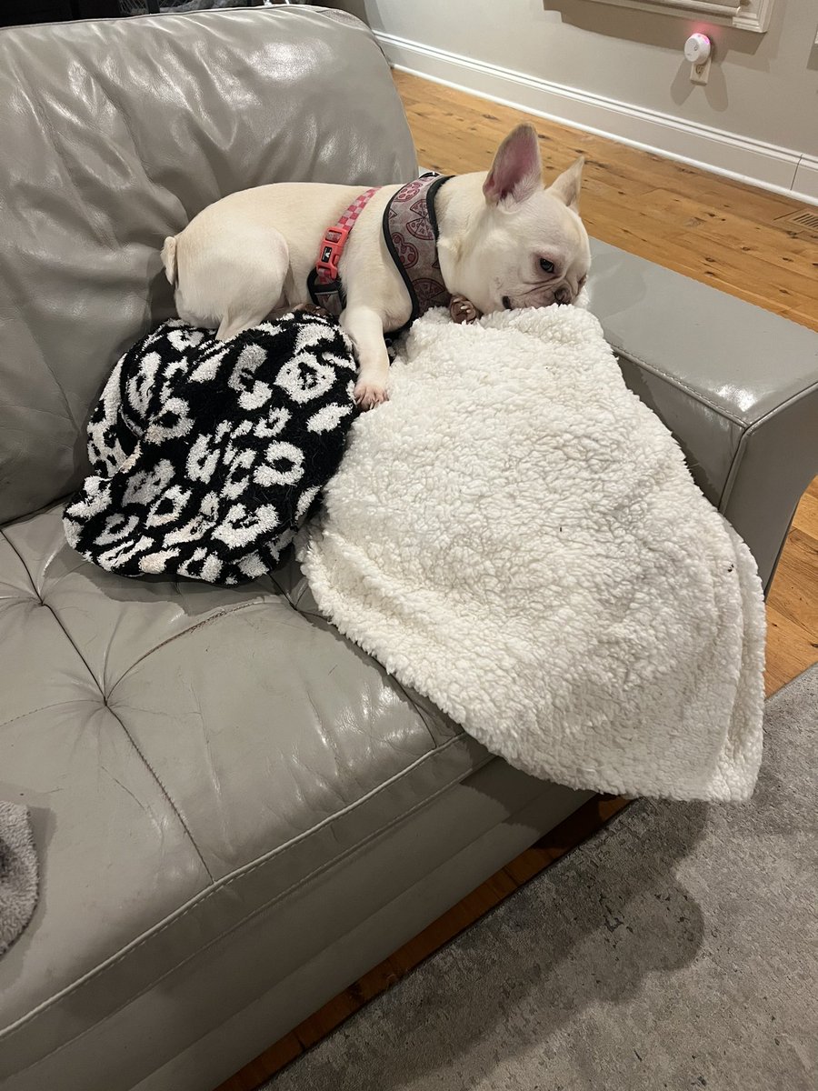 Miley ❤️🌈 & her Frenchie Fam tweet media