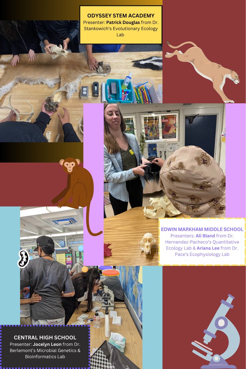 csulb_rds's tweet photo. #RDS volunteers have been busy rounding out the semester with visits to several local schools! Our volunteers present on all kinds of #biology topics 🧬🐒🦨 https://t.co/oP3uiR2ZwH