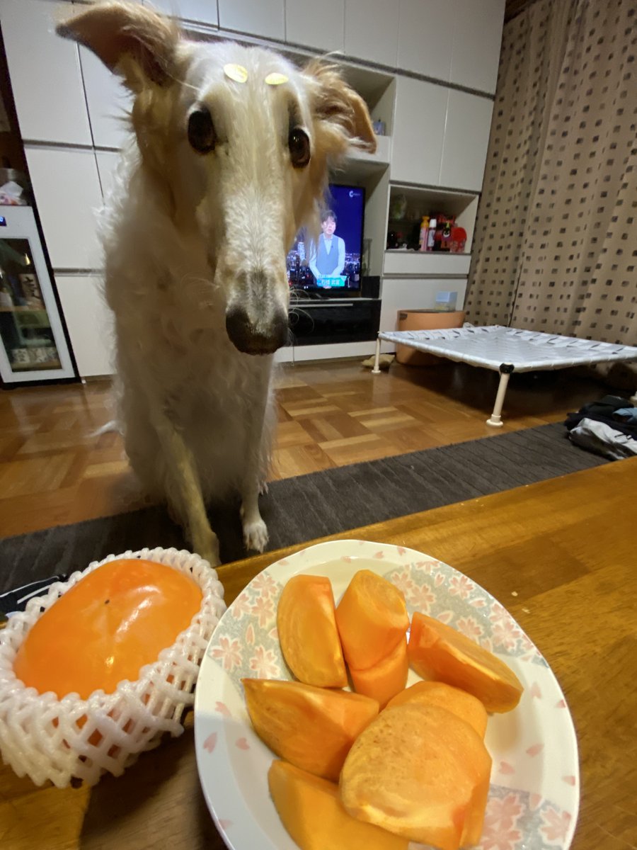 ganbor_zoi's tweet photo. 柿に狙いを定めました。がんぼるぞい。

translation:
I'm aiming for persimmons. https://t.co/CilOgh842w