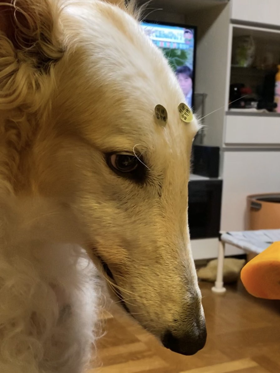 ganbor_zoi's tweet photo. 柿に狙いを定めました。がんぼるぞい。

translation:
I'm aiming for persimmons. https://t.co/CilOgh842w