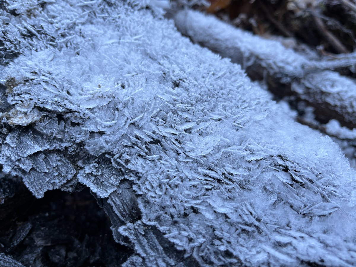 frost roses in autumn's bonfire pile