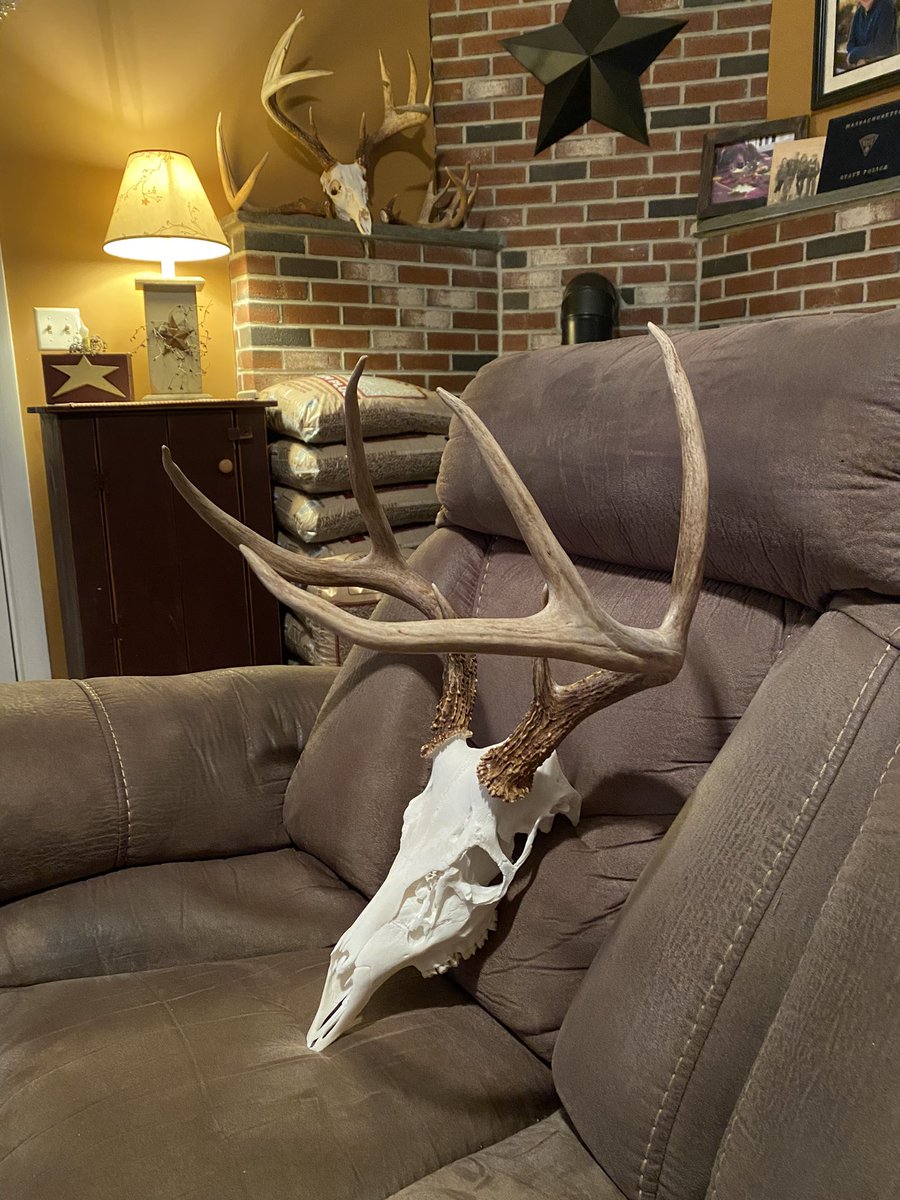 Just finished up doing a euro mount on my “one eye Jack” buck. Just need the eye patch. Lol