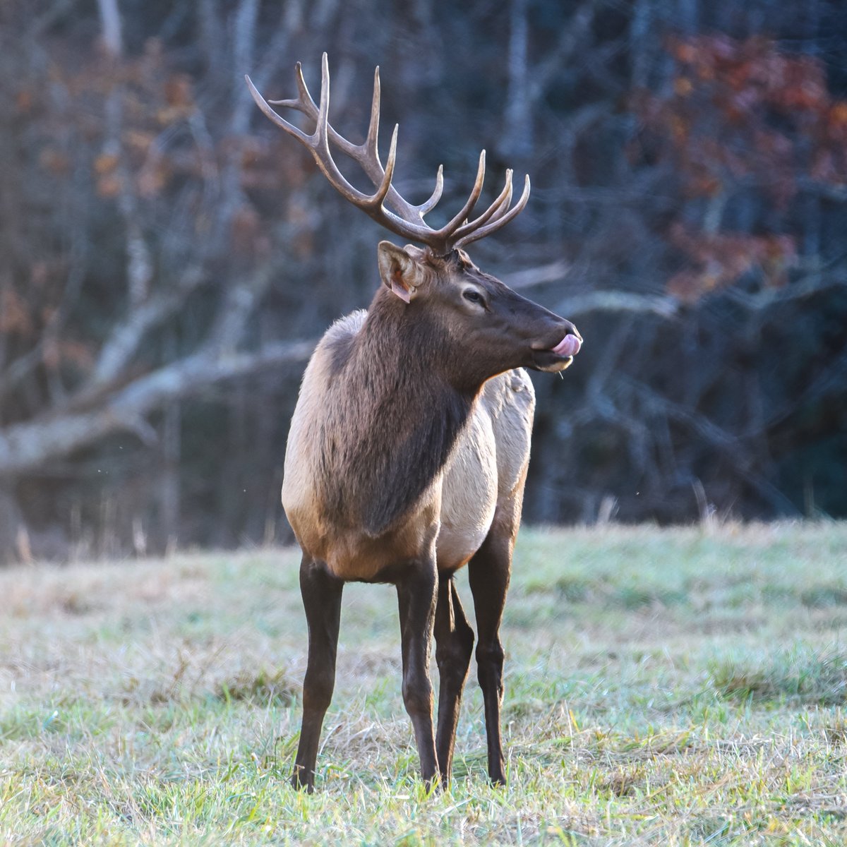 This Elk is enjoying Cataloochee Valley so much he's licking his lips in anticipation. #wildlifephotography #WildlifeConservation #WildlifeWednesday #NaturePhotography #cataloochee #cataloocheenc #cataloocheevalley #NationalPark #elk