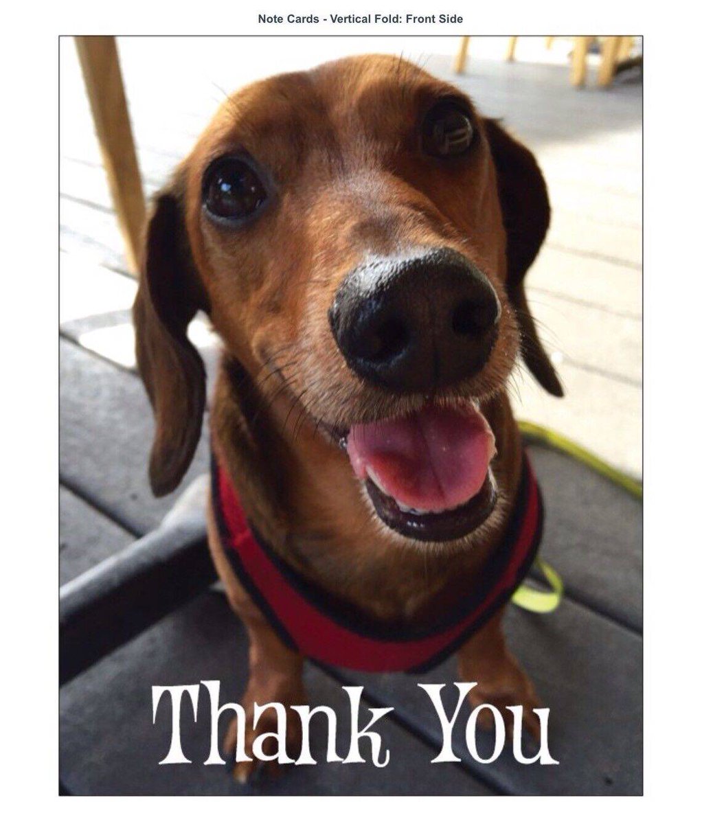 GDRescue2's tweet photo. To our supporters, we want to say THANK U 4 all u do! U humble us w/ ur ongoing donations &amp; support! We could not save these babies w/out u! https://t.co/wAIATXb2Bj https://t.co/TLLpoykLfi