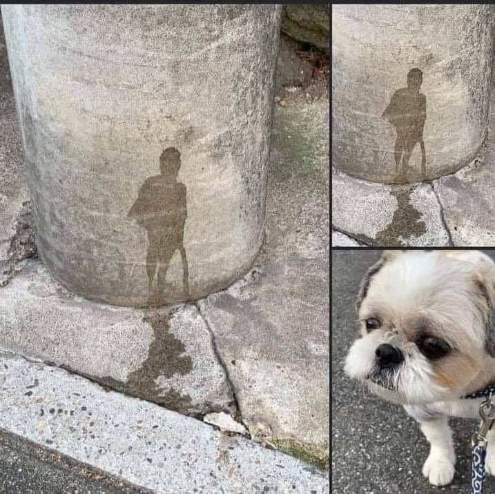DiloConPerritos's tweet photo. Título: "El hombre solitario"
Autor: El Firulais 
Técnica: Orina sobre concreto https://t.co/YhvHbpSUUu