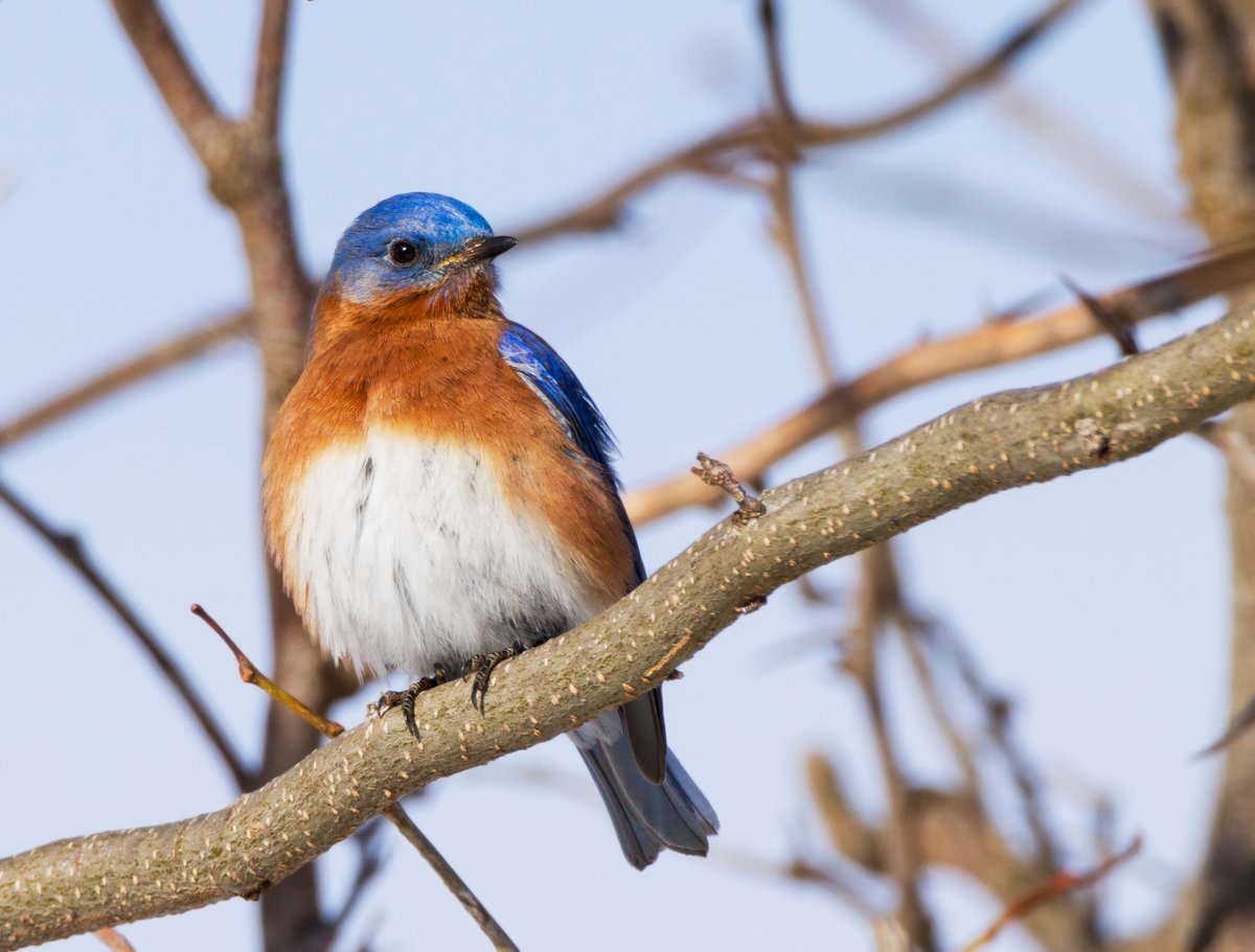 Even a lifelong birder gets a thrill from seeing Eastern Bluebirds! While bluebirds live in Houston all year, they only visit the Arboretum in the winter. We spotted a family of them this week catching insects in the savanna. #BeakOfTheWeek #WildlifeWednesday

📸 NPS | N. Lewis