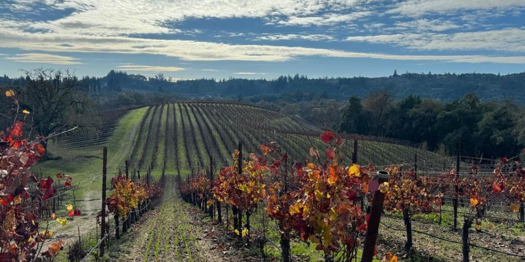 A few fantastic shots were taken this morning while visiting our vineyard in Russian River Valley and making plans for our Chardonnay and Pinot Noir for 2024! #russianriver #russianrivervalley #pinotnoir #chardonnay #vineyard #winemaking #winecountry #winelovers