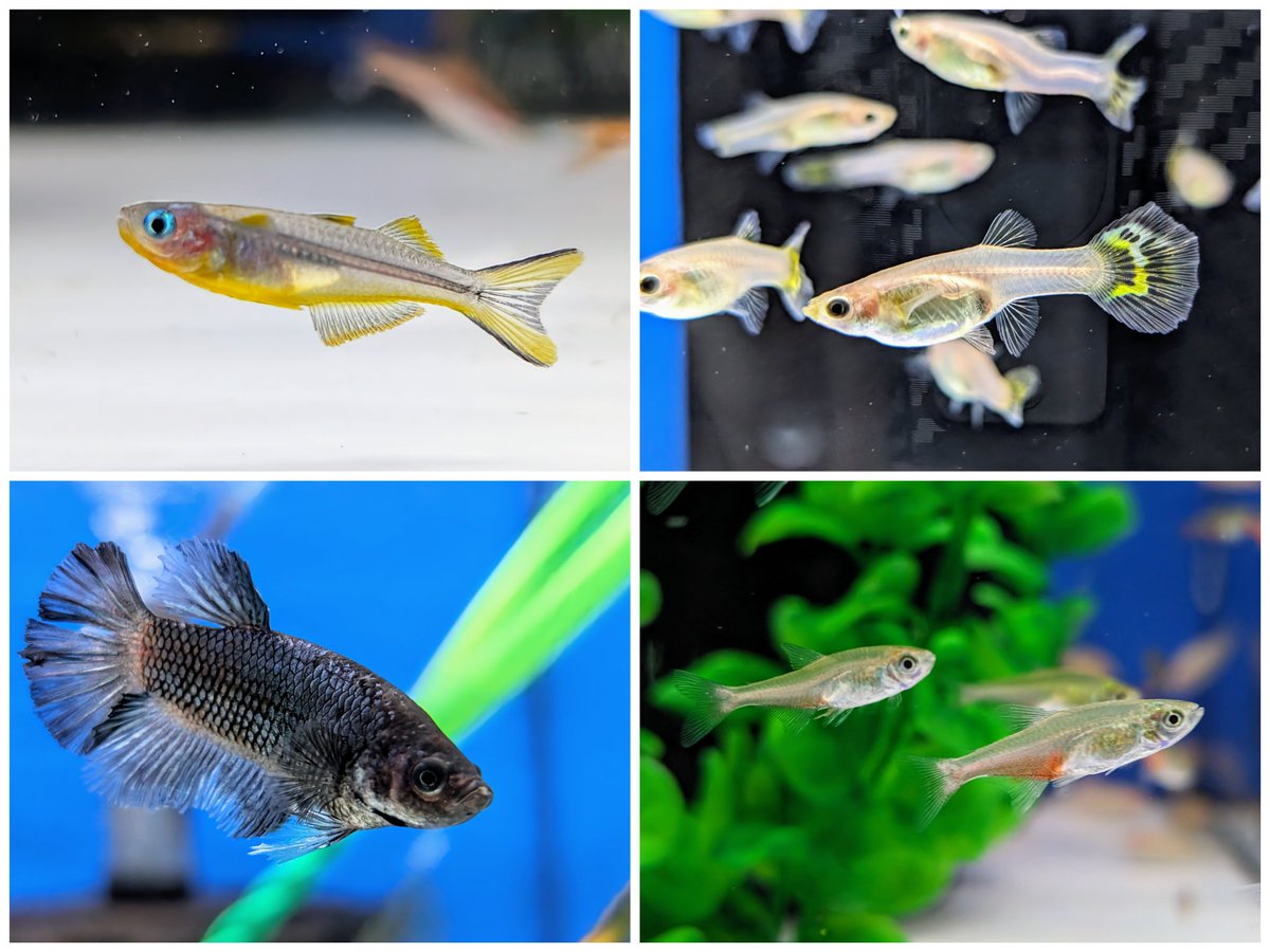 daueracuarios's tweet photo. Como cada semana, han entrado más peces e invertebrados de agua dulce 🐟 🦐
@pisciberbsf 🔝
https://t.co/TxuyPoWDMd
#acuariofilia #Acuario #peces #peceras #pecestropicales #aguadulce #acuariofiliaespaña #aquascaping #dauer #daueracuarios #raval #barcelona https://t.co/vThxiVMCjh