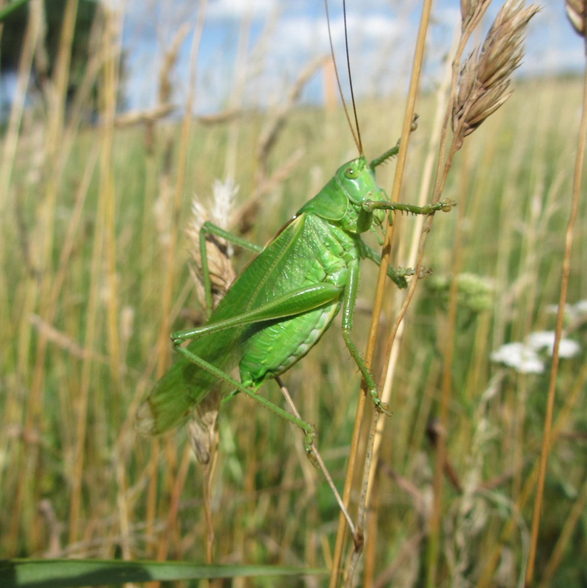 4 days left to apply, we search a new colleague in the Institute of Ecology <a href="/leuphana/">Leuphana</a>! Open Junior Professorship (TT) in Animal Ecology and Trophic Interactions! leuphana.de/en/university/… Please RT! #AcademicTwitter