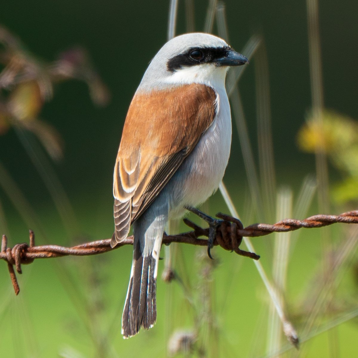 Kızıl Sırtlı Örümcek Kuşu - Red-Backed Shrike
#birdphotography #birds