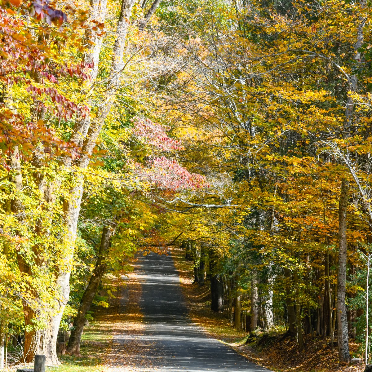 The entrance to Guilford Battleground National Military Park showing some color in November 2023. #guilfordbattleground #greensboro #northcarolina #nationalpark #autumn2023