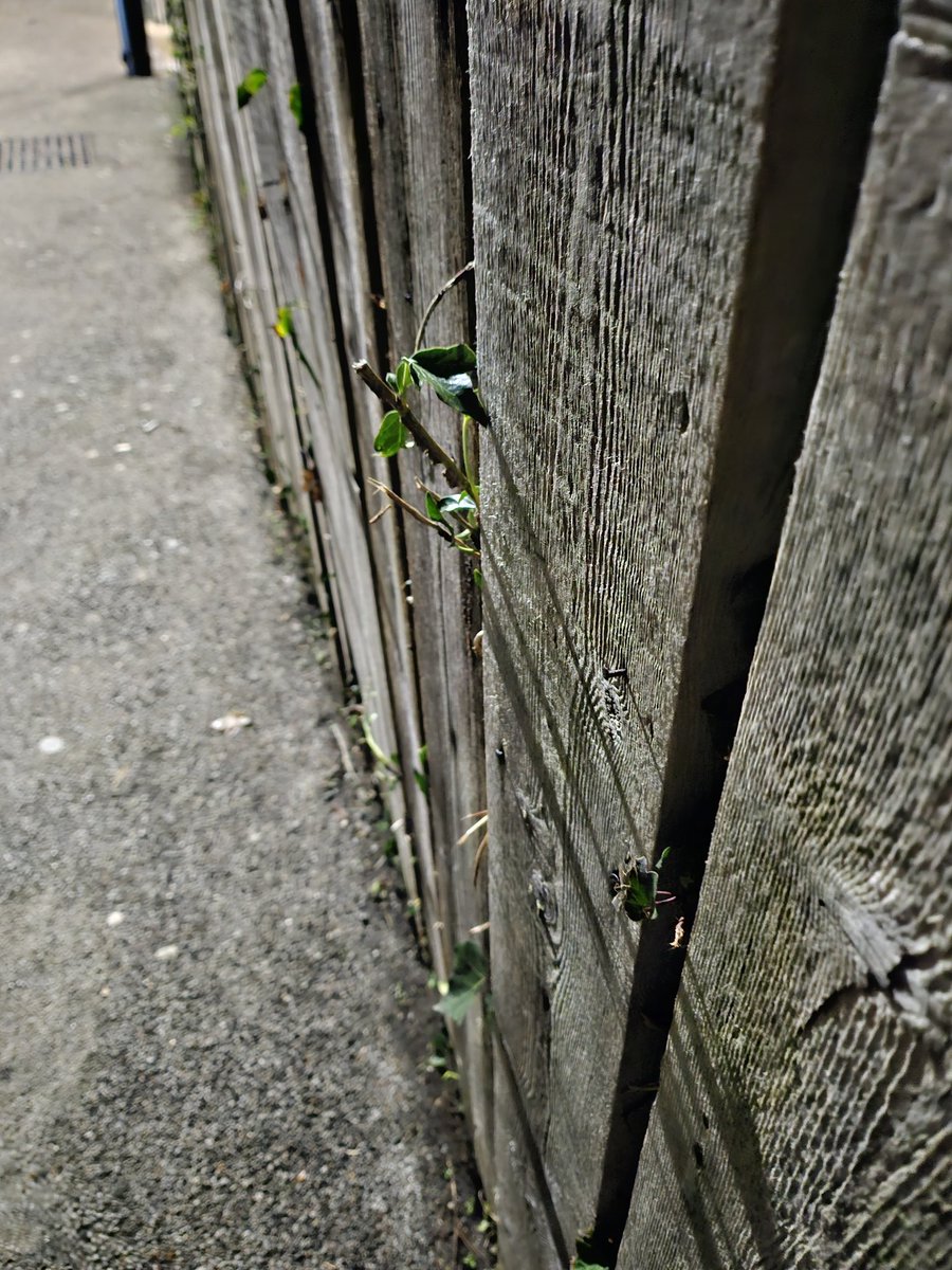 Alexander Stopher 🇬🇬 tweet media