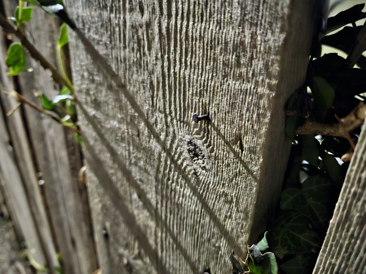 Alexander Stopher 🇬🇬 tweet media