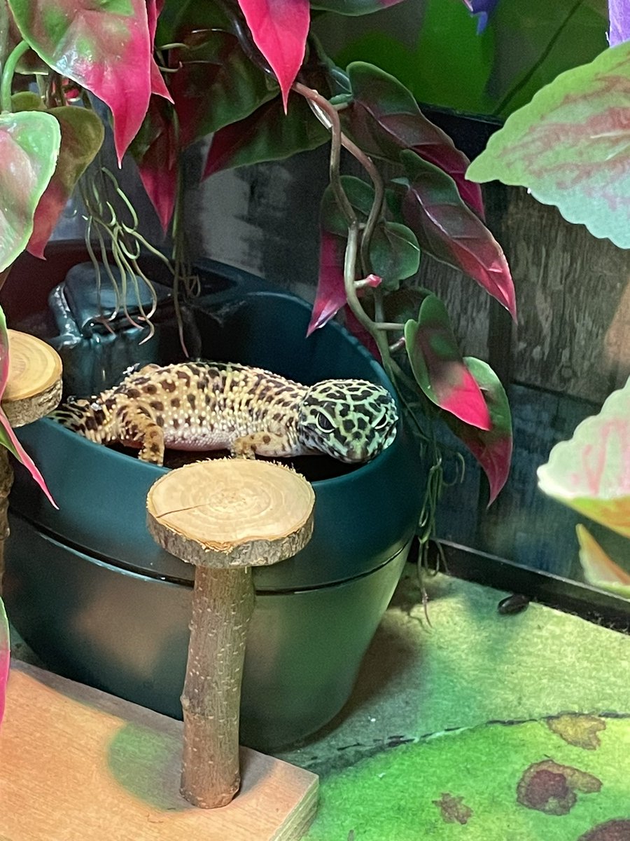 Aquarium & Shark Lab tweet media