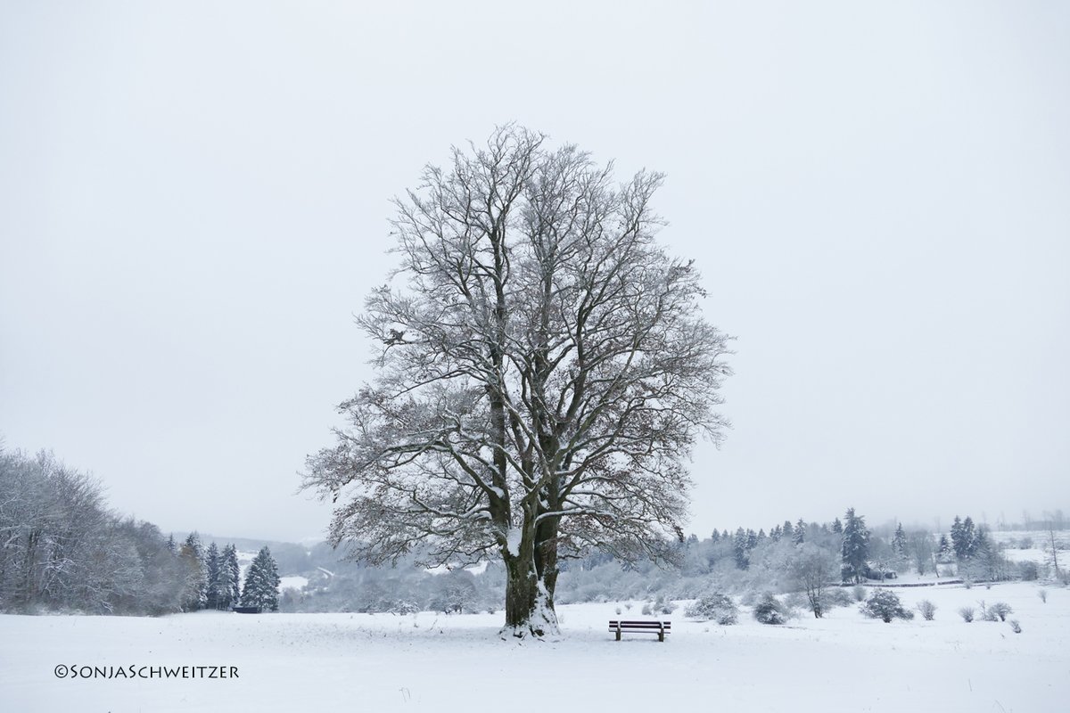 HessenSonja5767's tweet photo. Mein Lieblingsbaum 🌳auf dem Knoten...................... #Baum #Natur #Greifenstein #Arborn #Knoten #Schnee #Westerwald #Ausflugsziel #Ausflugstipp #Mittelgebirge #LahnDillKreis #Mittelhessen #Hessen #Germany https://t.co/4zkRVTuPZM